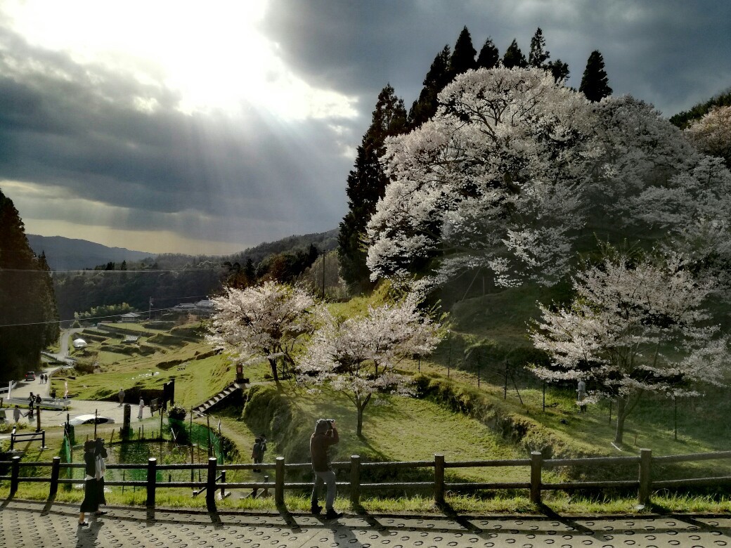 佛隆寺の千年桜 室生寺境内発verybeautifulな室生の里の田舎景色付き室生古道で 西光寺 佛隆寺経由榛原駅まで Eitokiさんの三郎岳 高城岳の活動データ Yamap ヤマップ