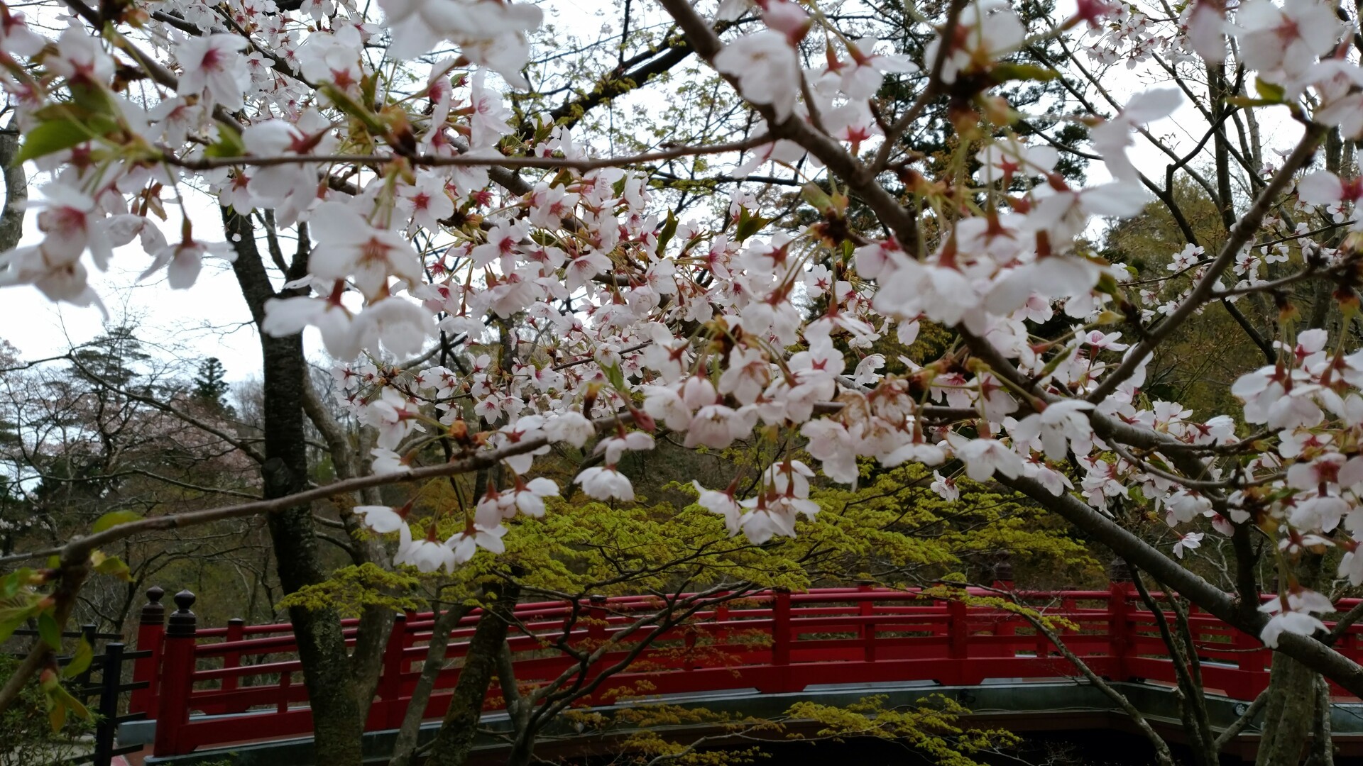 上堰潟公園 弥彦神社 弥彦公園 Lunaさんの角田山の活動日記 Yamap ヤマップ
