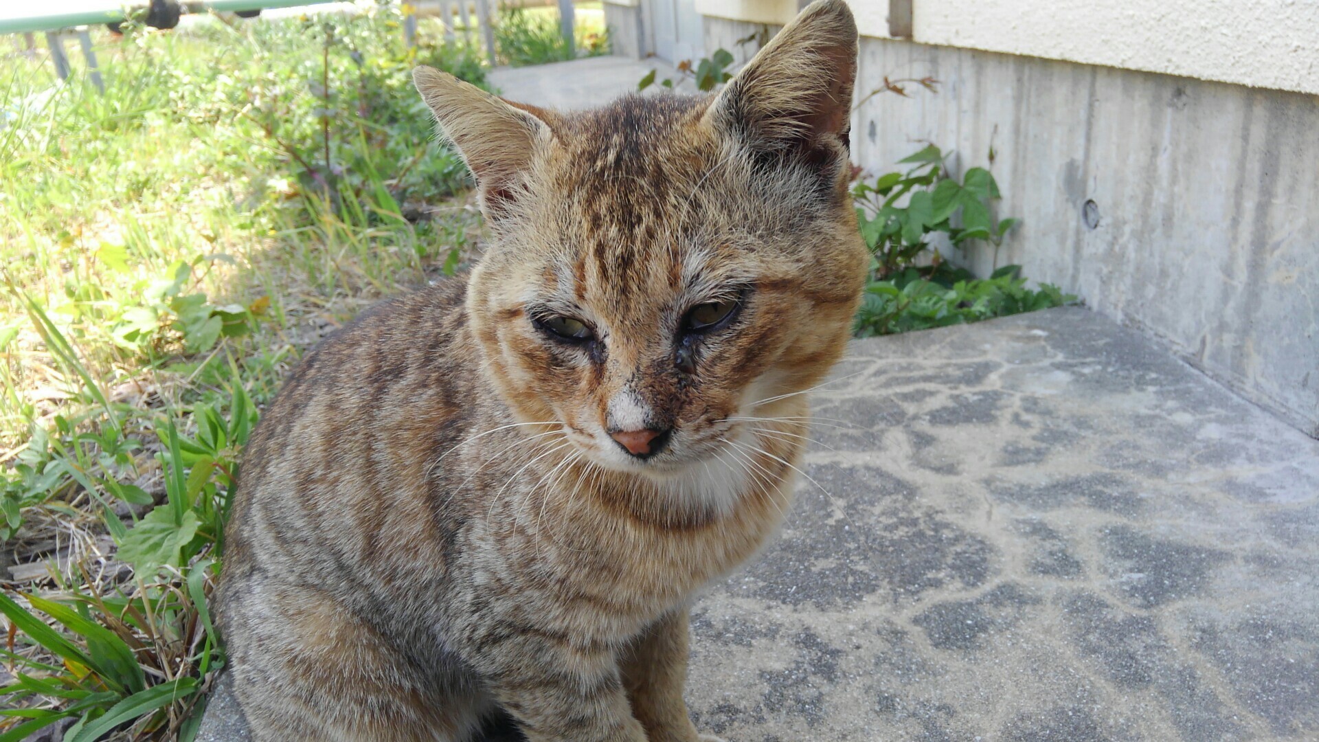 猫と船酔い親子 ともおさんの小呂島の活動日記 Yamap ヤマップ