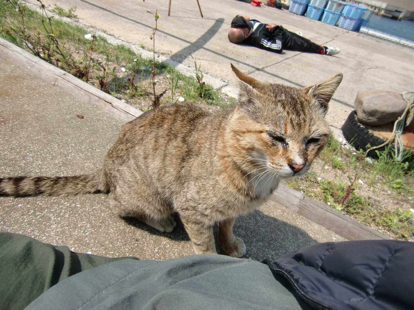 猫と船酔い親子 ともおさんの小呂島の活動データ Yamap ヤマップ