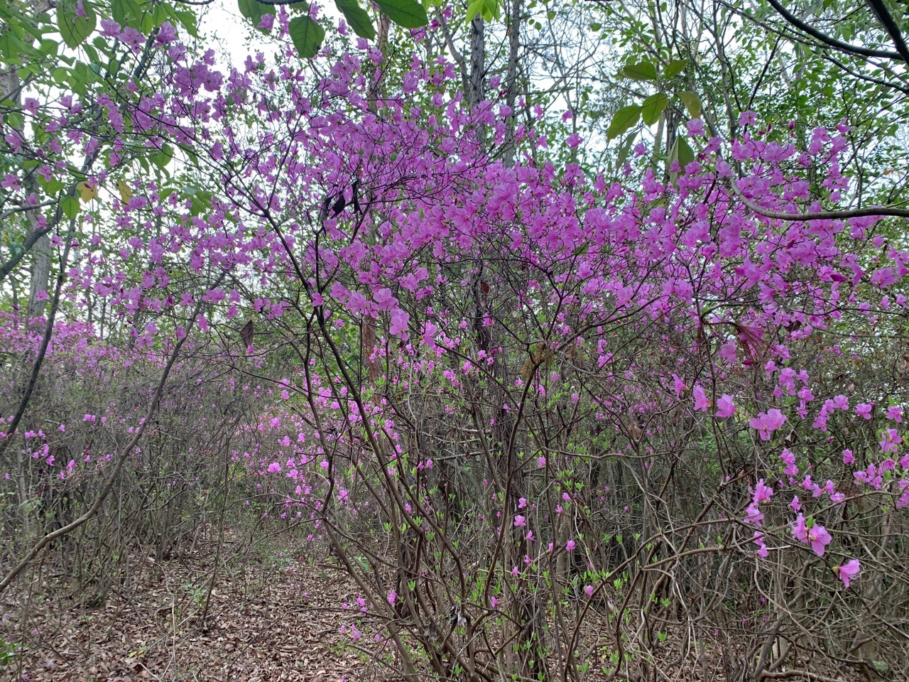 つつじの丘とロープチェック ミールさんの操山 笠井山の活動日記 Yamap ヤマップ