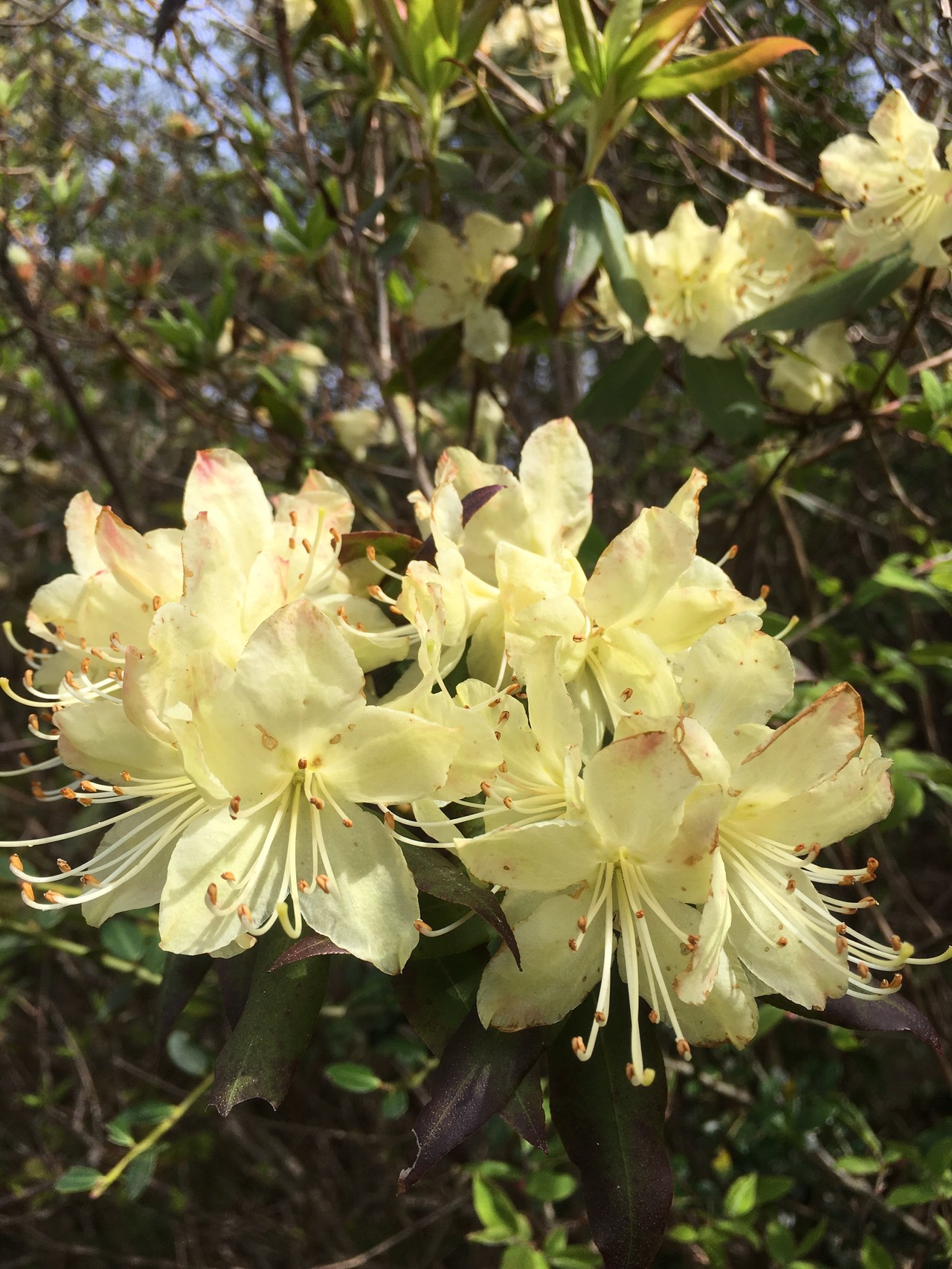 黄色いツツジを探しに キッコさんの各務原アルプス 八木三山の活動データ Yamap ヤマップ