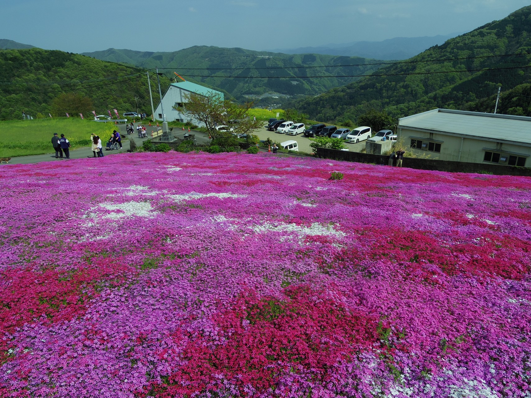 美馬市脇町 広棚の芝桜 顔文字dさんの大滝山 苫尾山 大相山の活動データ Yamap ヤマップ