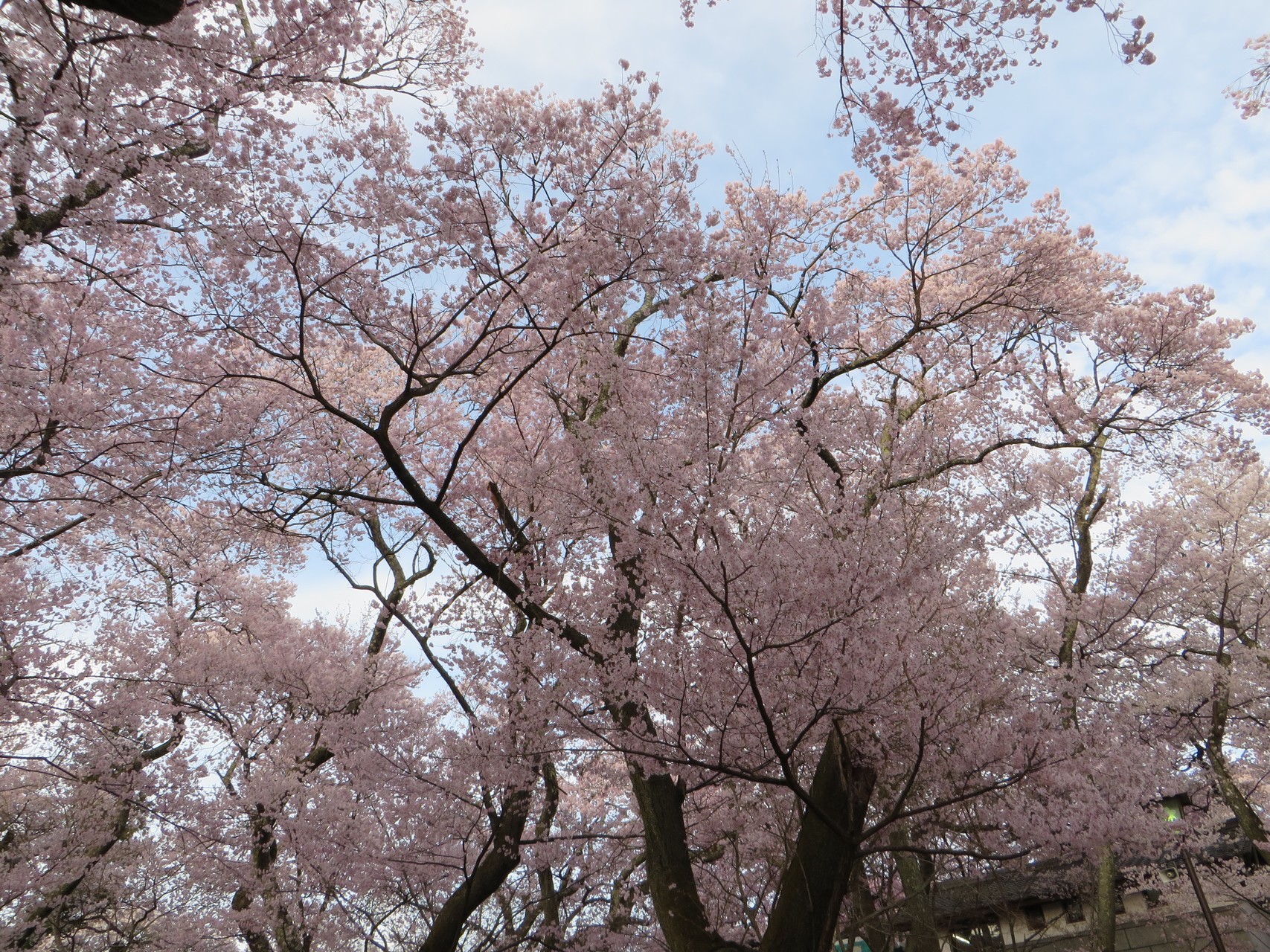 高遠城址公園 17桜12 後藤文蔵さんの入笠山の活動日記 Yamap ヤマップ