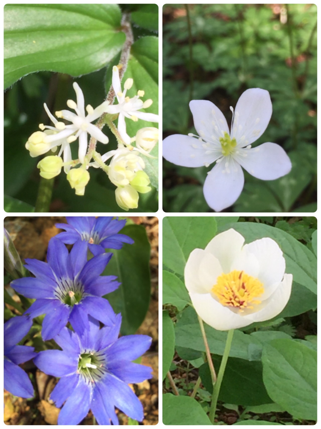 高知 花ップ 佐川町は春の野草がいっぱい 聖 さんの佐川町の活動データ Yamap ヤマップ