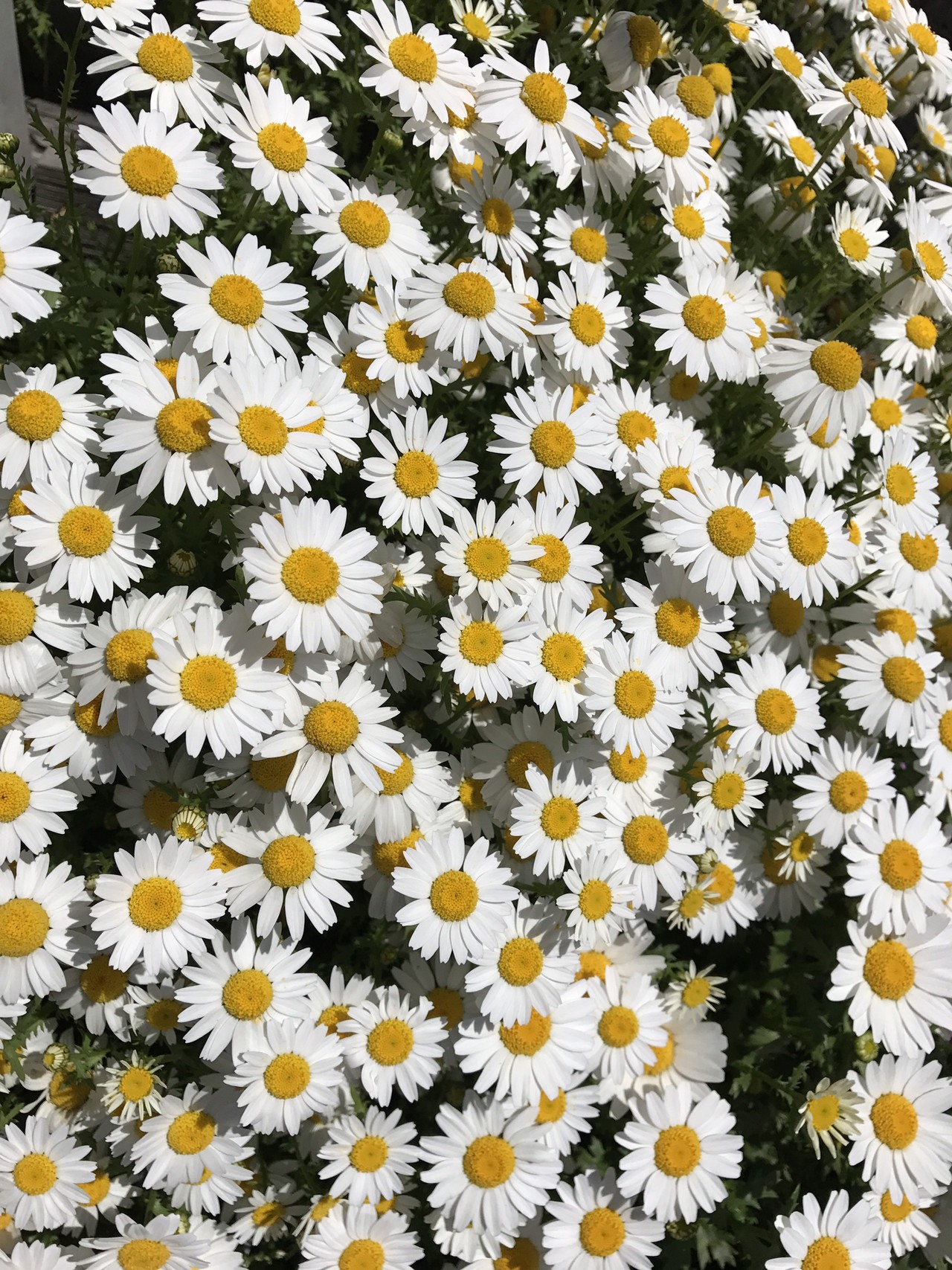 溝の口から春和む緑ヶ丘 東高根へ ずおずおむさんの東京都23区 西エリアの活動日記 Yamap ヤマップ