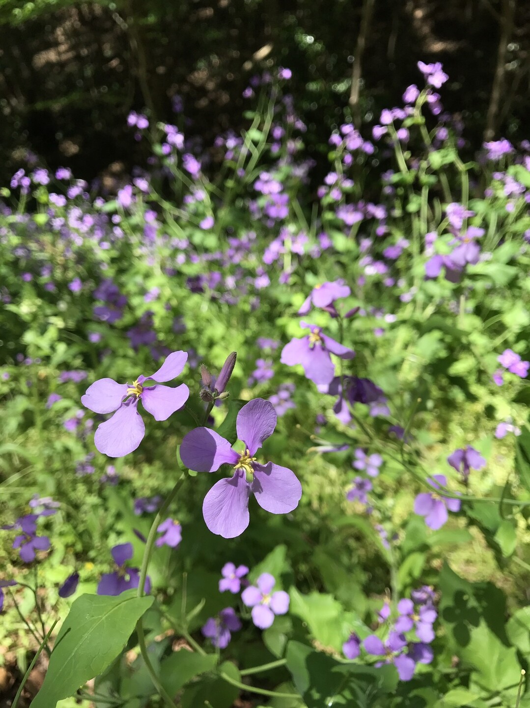 溝の口から春和む緑ヶ丘 東高根へ 東京都23区 西エリアの写真17枚目 ハナダイコンの花 花期は3 5月 淡い紫 Yamap ヤマップ