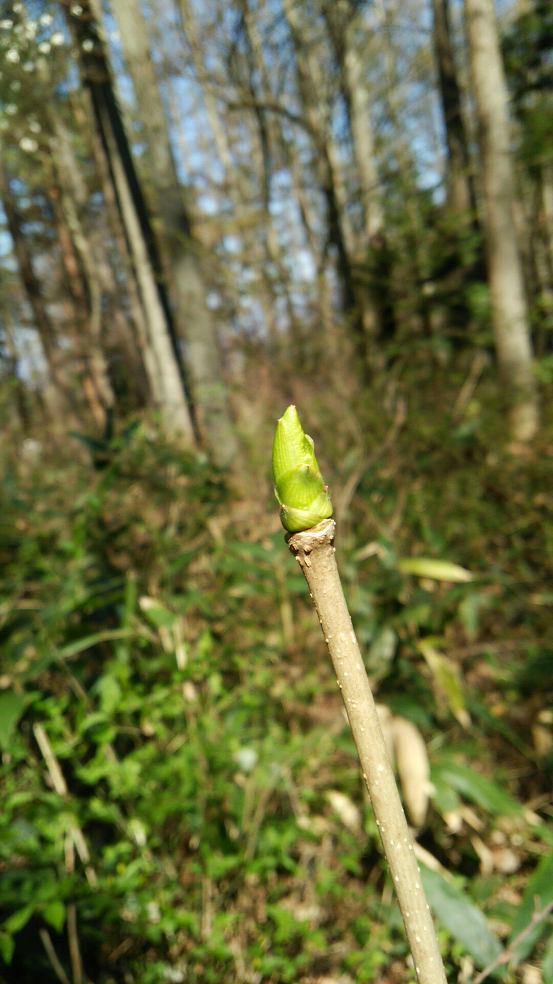 山菜の様子 と 秘密の花園 きの子さんの松本市の活動日記 Yamap ヤマップ