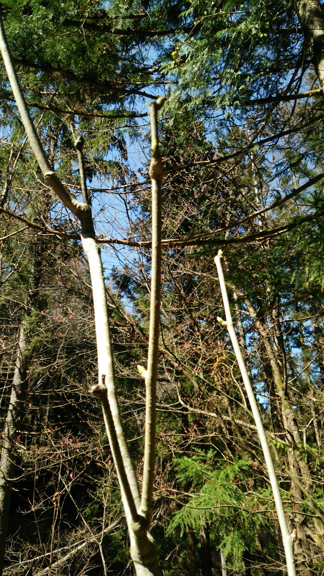 山菜の様子 と 秘密の花園 きの子さんの松本市の活動日記 Yamap ヤマップ