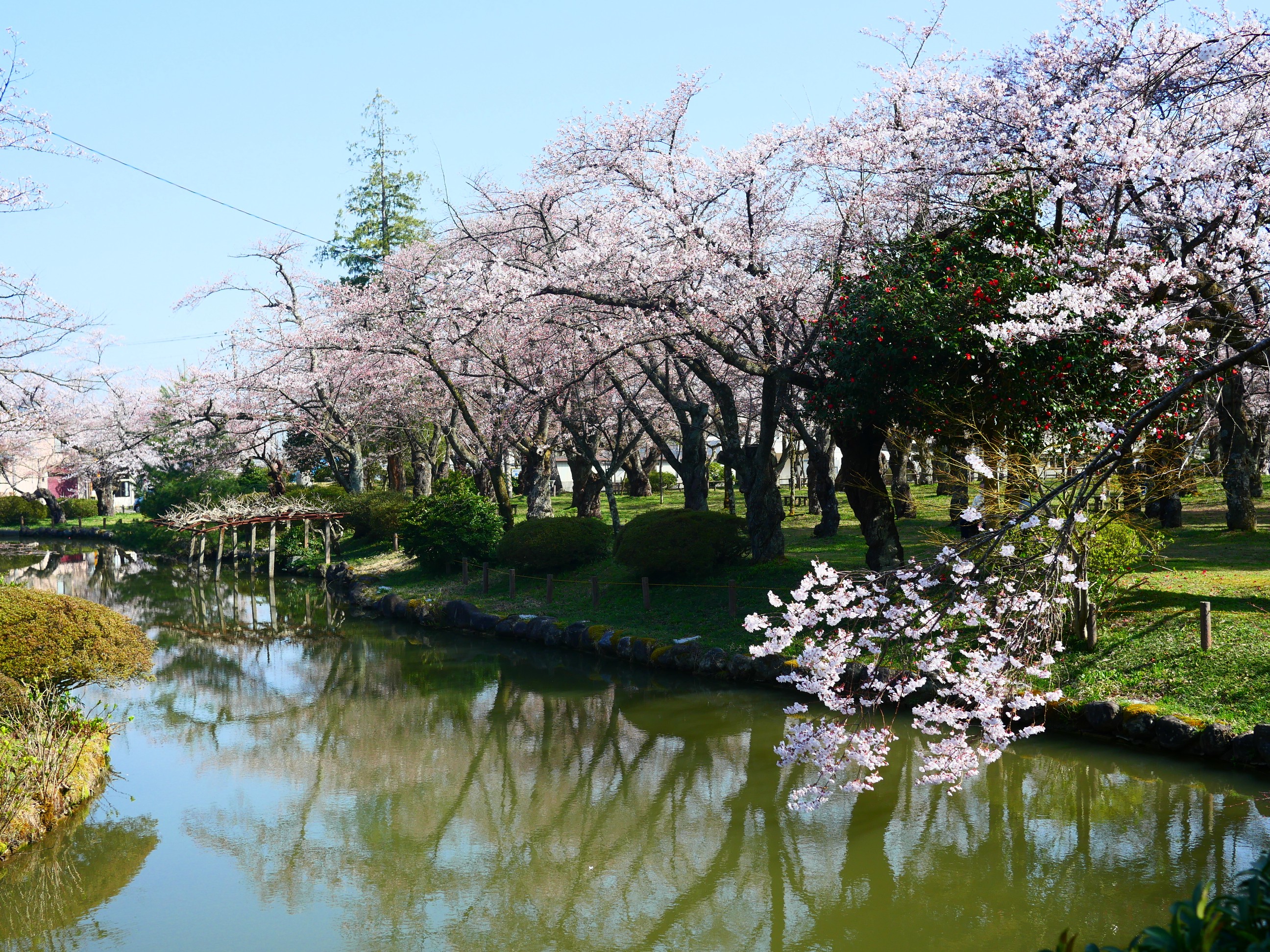 村松公園桜まつり 猫息子さんのウォーキングの活動データ Yamap ヤマップ