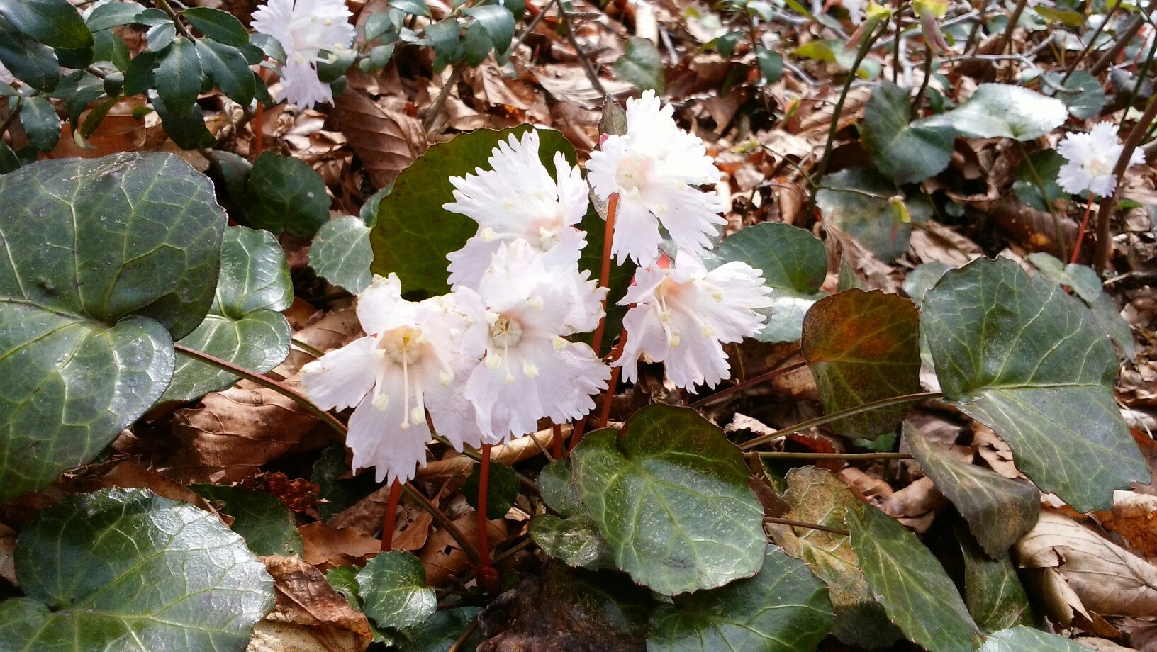 イワウチワ 御駒山 イワウチワ フェレさんの大土ヶ森 御駒山の活動日記 Yamap ヤマップ