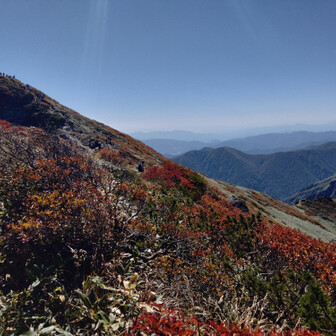 まつぼっくりん