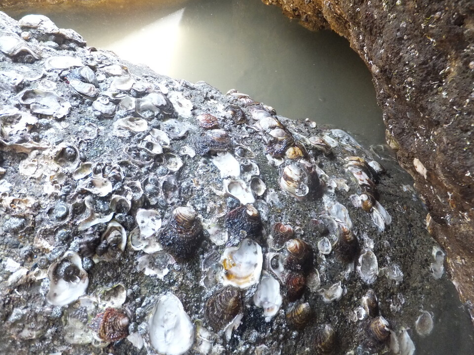 大洗で潮干狩り 水戸市の写真8枚目 テトラポットで岩ガキ探し Yamap ヤマップ