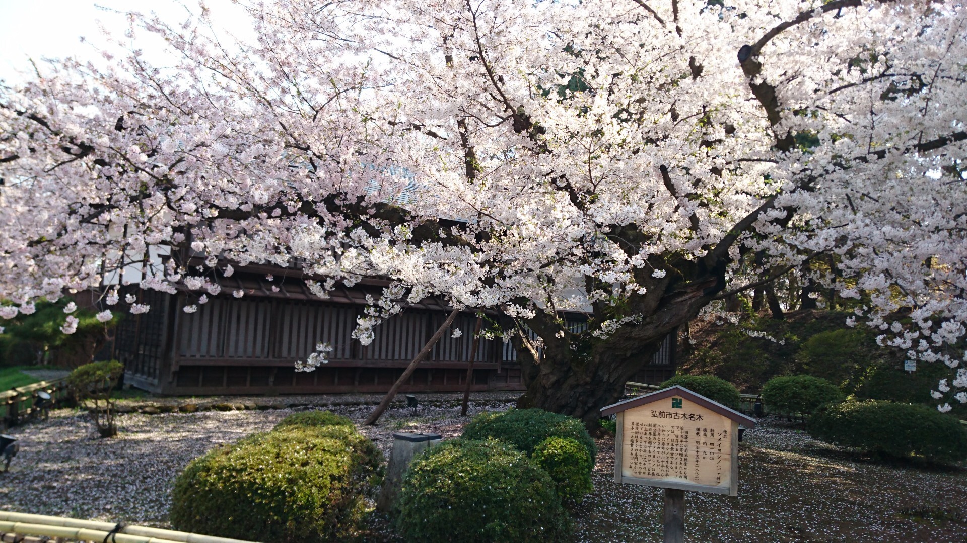 桜と弘前公園 アベルさんの弘前市の活動日記 Yamap ヤマップ