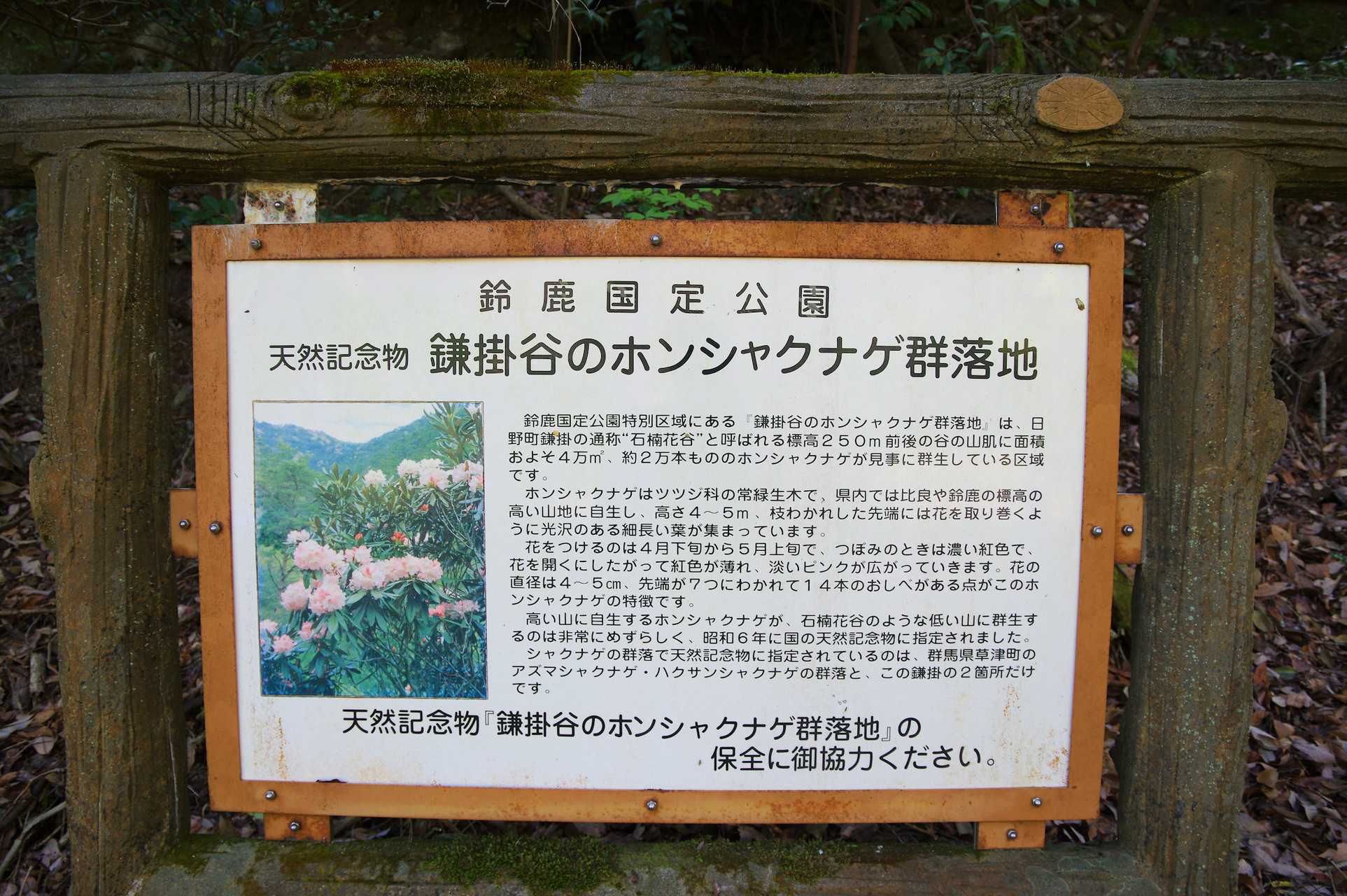 鎌掛谷ホンシャクナゲ群落見頃間近 Yuuさんの琵琶湖 南側の活動データ Yamap ヤマップ