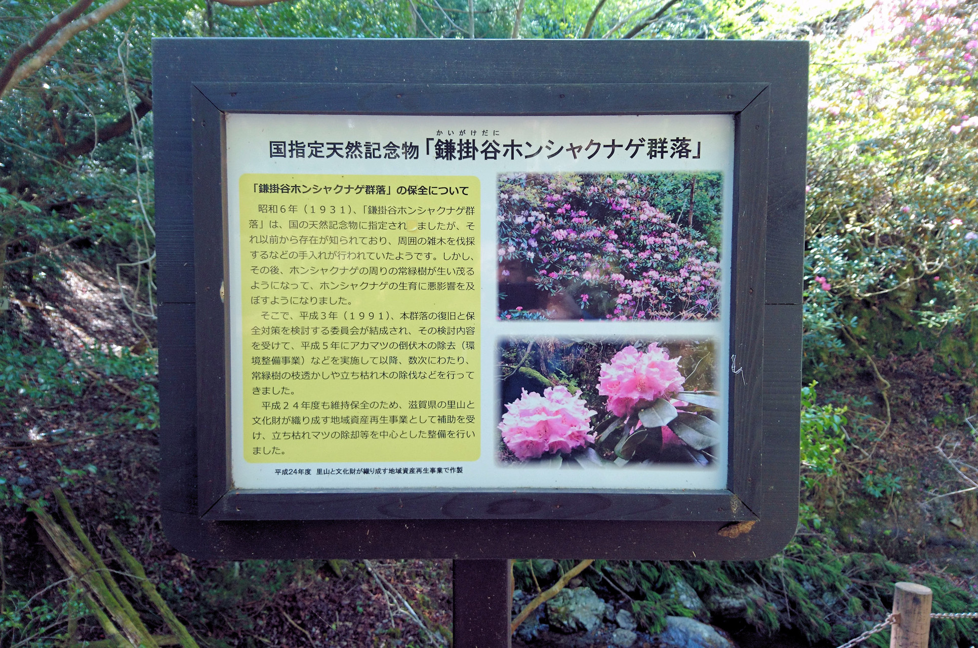 鎌掛谷ホンシャクナゲ群落見頃間近 Yuuさんの琵琶湖 南側の活動データ Yamap ヤマップ