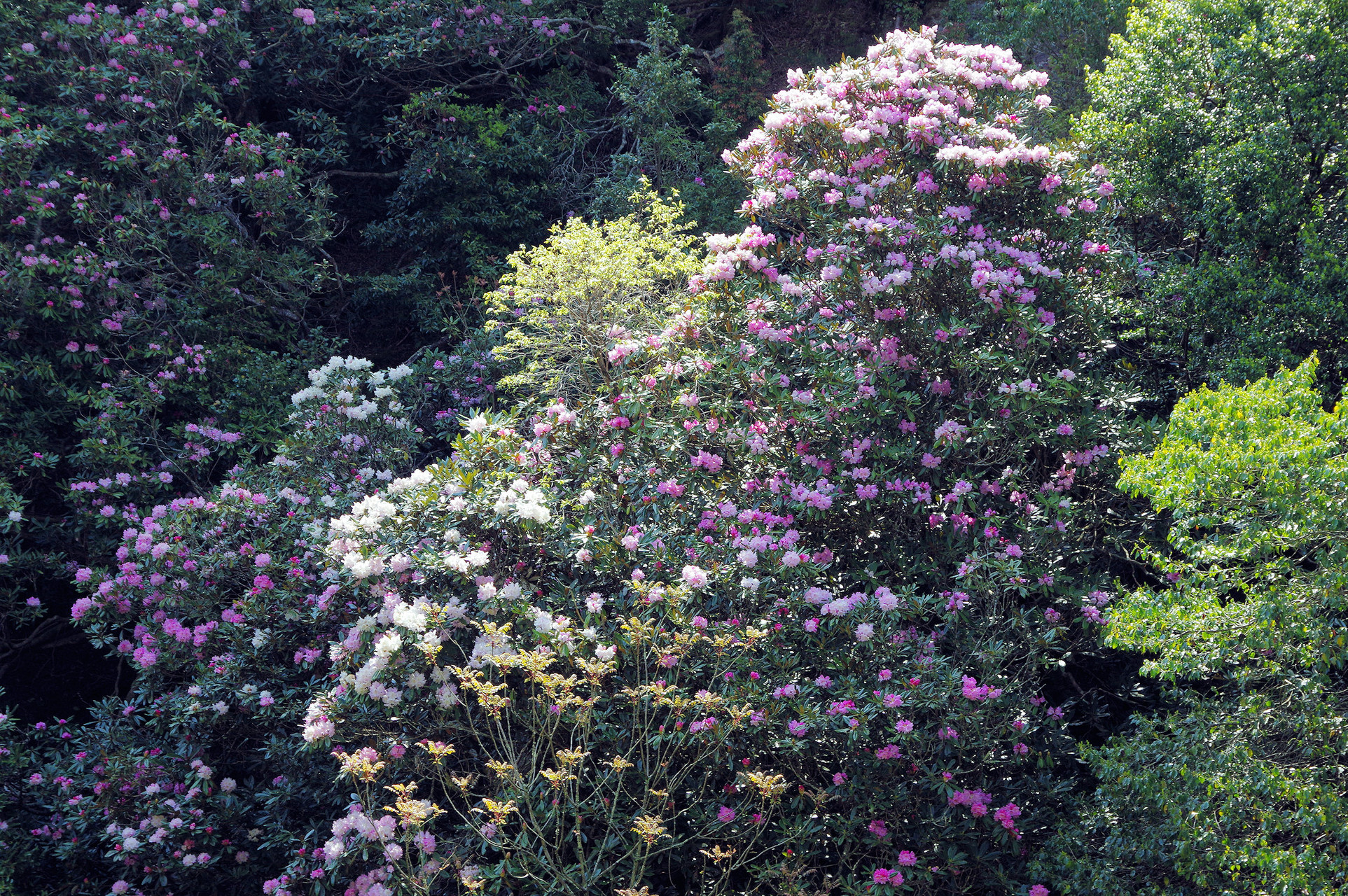鎌掛谷ホンシャクナゲ群落見頃間近 Yuuさんの琵琶湖 南側の活動データ Yamap ヤマップ
