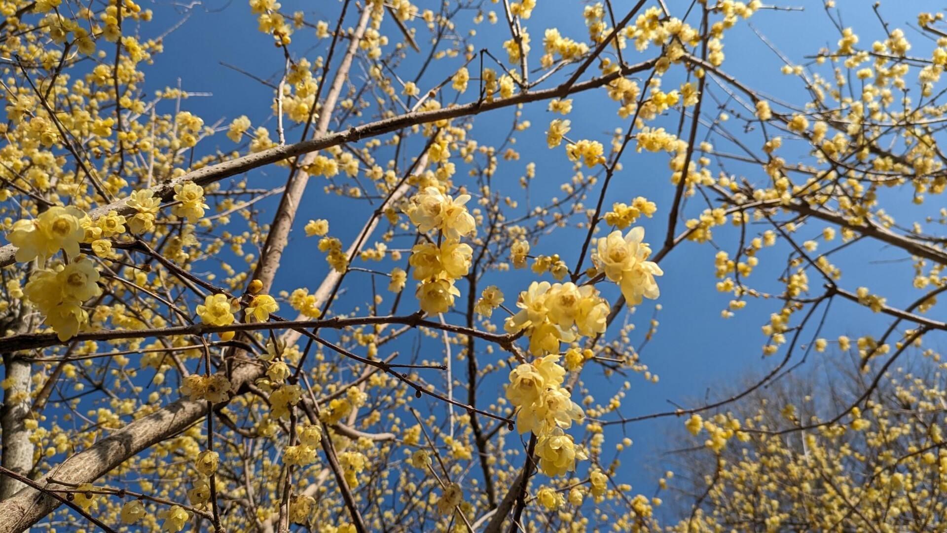 春の花巡り 1st 寄(やどりき)のロウバイ / 旅ずきんさんのウォーキングの活動データ YAMAP / ヤマップ