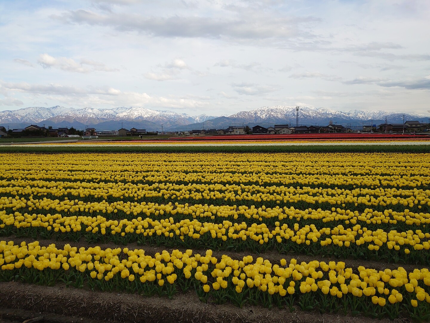 何時もの小太郎との散歩道に入善フラワーロ... / 飯久さんのモーメント YAMAP / ヤマップ