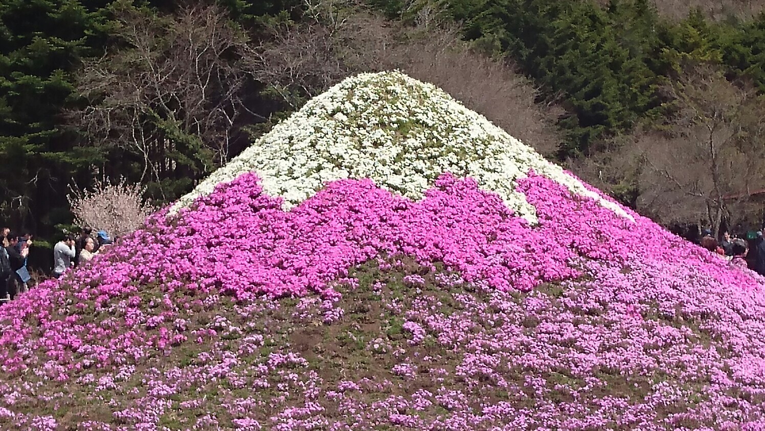 芝桜 と姥桜 忍野八海とおせっかい O C Jinjinさんの毛無山 雨ヶ岳 竜ヶ岳の活動データ Yamap ヤマップ