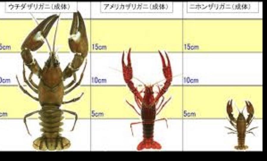 大アカザエビ　ウチダザリガニ 標本3体　ドイツ箱入り 大アカザエビ ウチダザリガニ 標本3体 ドイツ箱入り - メルカリ