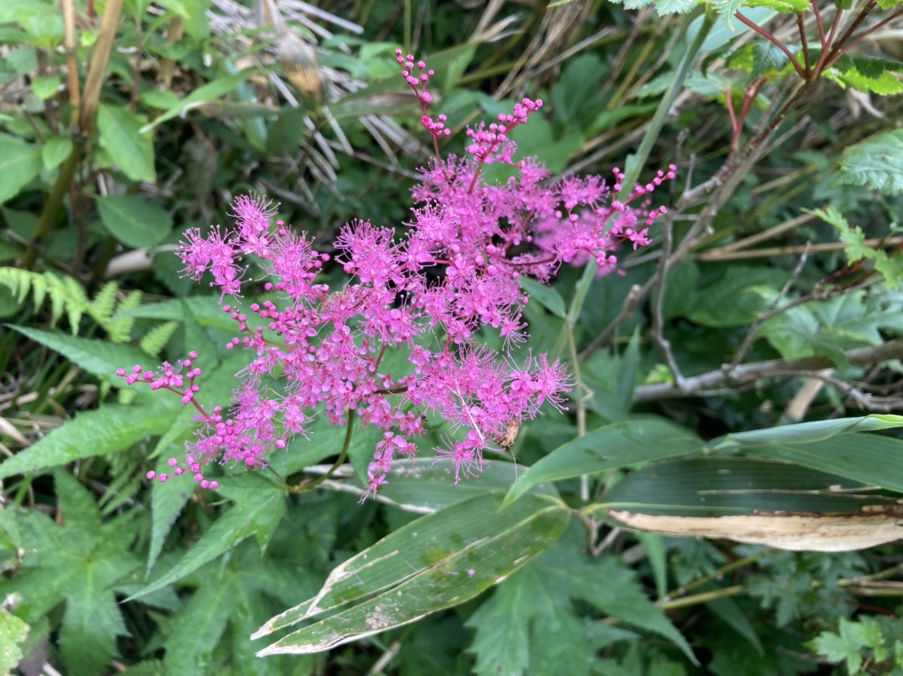 雨飾山 樋口大輔さんの雨飾山 大渚山 天狗原山 戸倉山の活動日記 Yamap ヤマップ