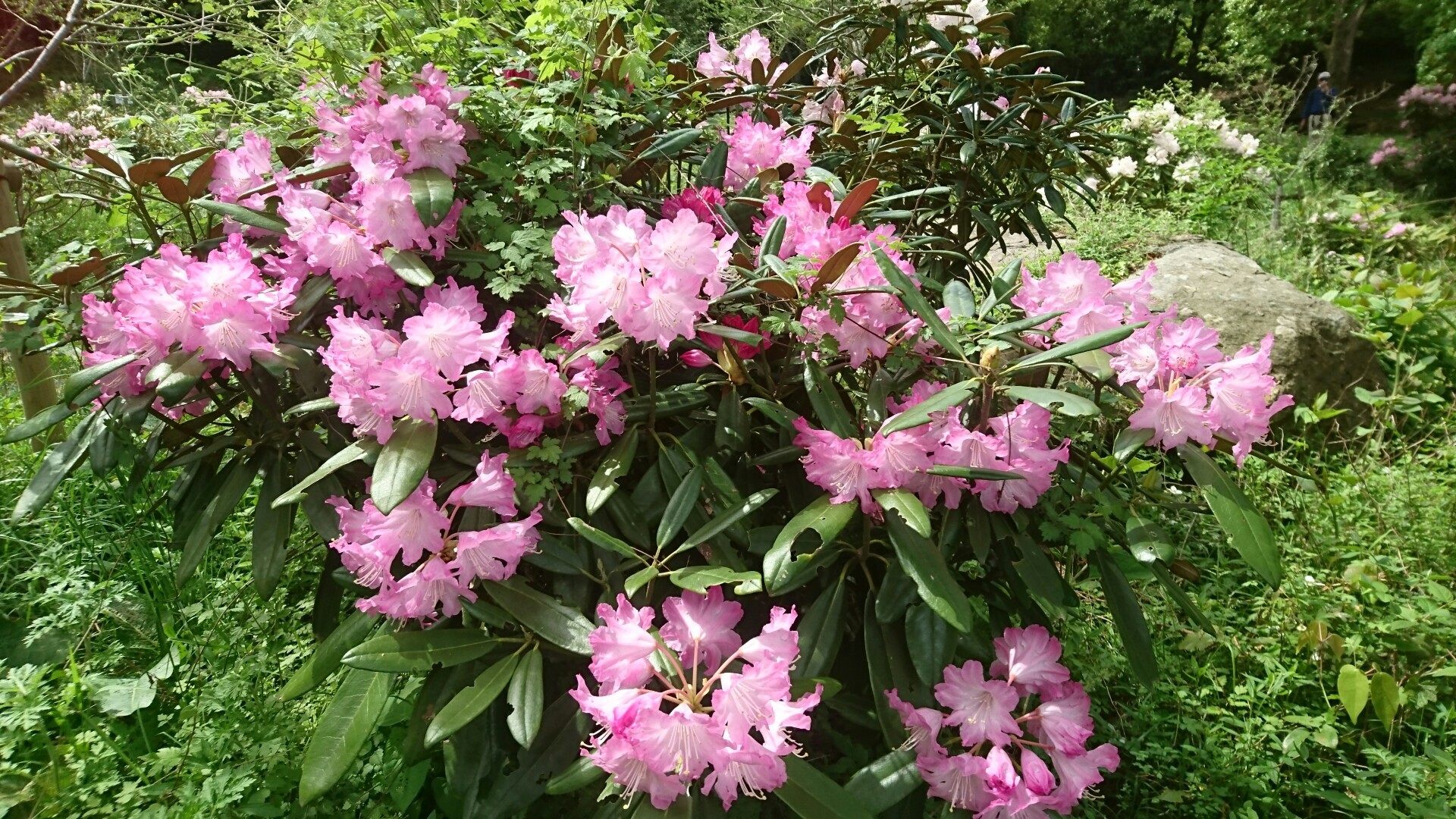 シャクナゲの群生地 とんぼさんの皿倉山 花尾山 帆柱山の活動データ Yamap ヤマップ
