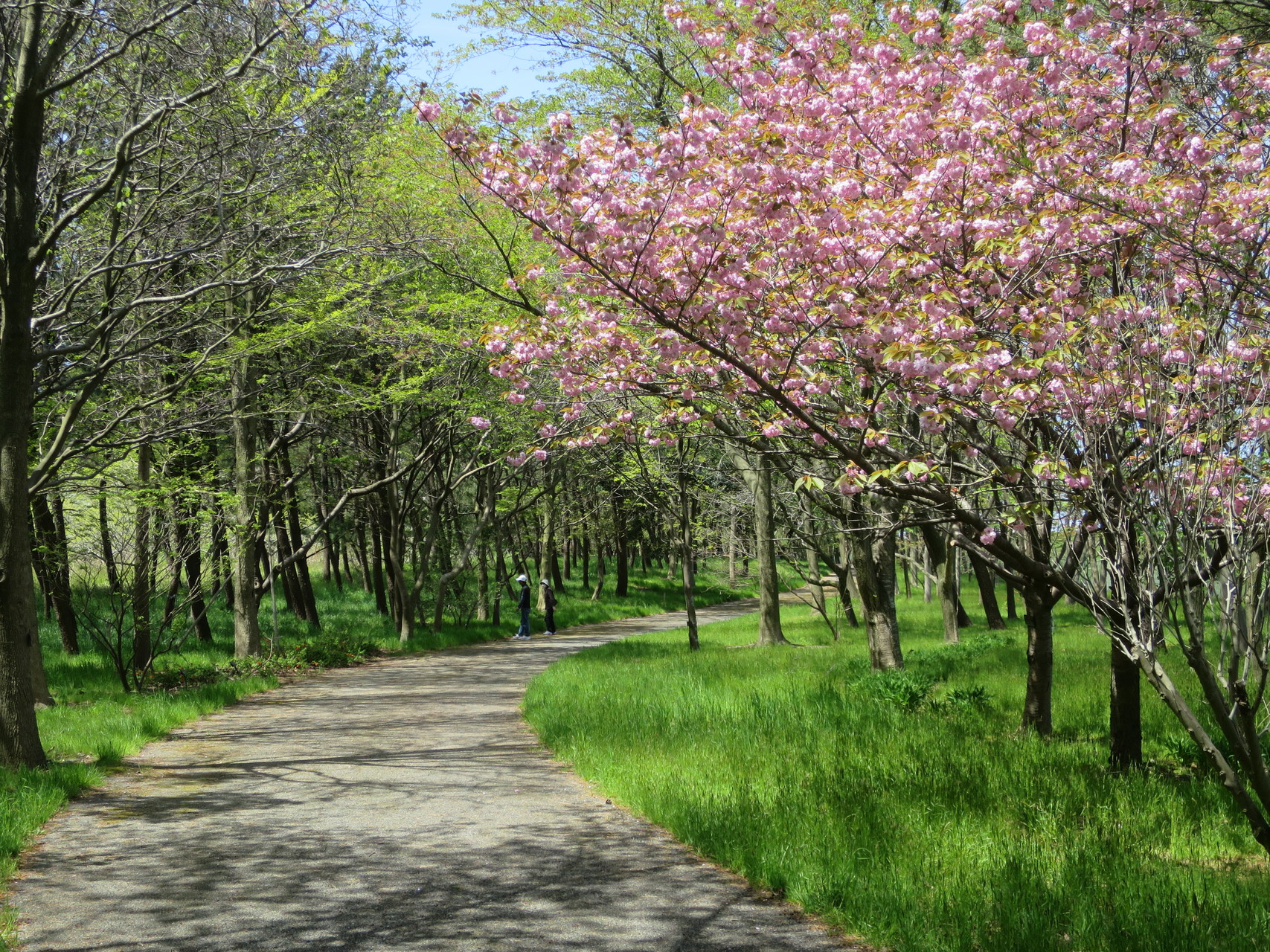 庄内空港ウオーキング ジョンモンさんの酒田市の活動データ Yamap ヤマップ