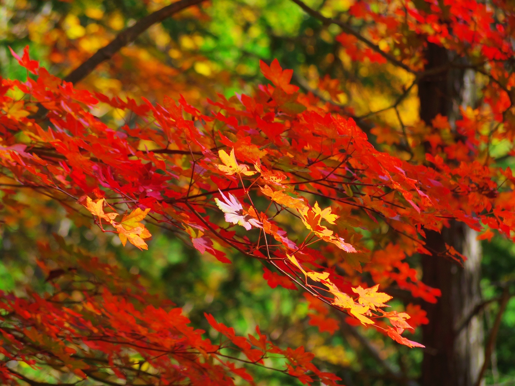 四国の紅葉も綺麗だ 竜王山 顔文字dさんの竜王山 讃岐山脈 大川山の活動データ Yamap ヤマップ