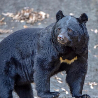 カツ　a.k.a. 音楽ニキ