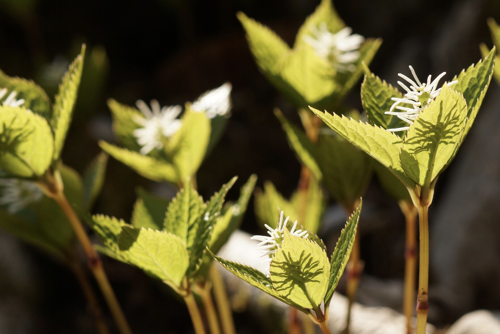 ヒトリシズカ 花の名前が好き 葉っ えじまりさんのモーメント Yamap ヤマップ