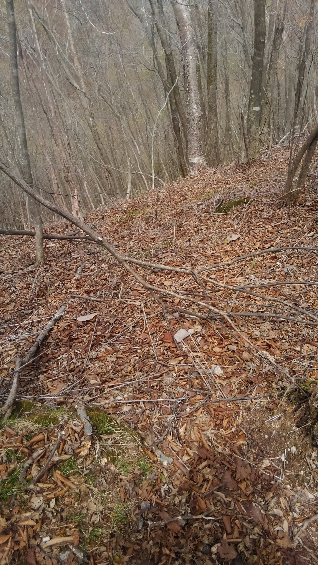 有間山陵のスズタケ開花跡を見て来ました ヤギ大好きさんの雲取山 鷹ノ巣山 七ツ石山の活動日記 Yamap ヤマップ