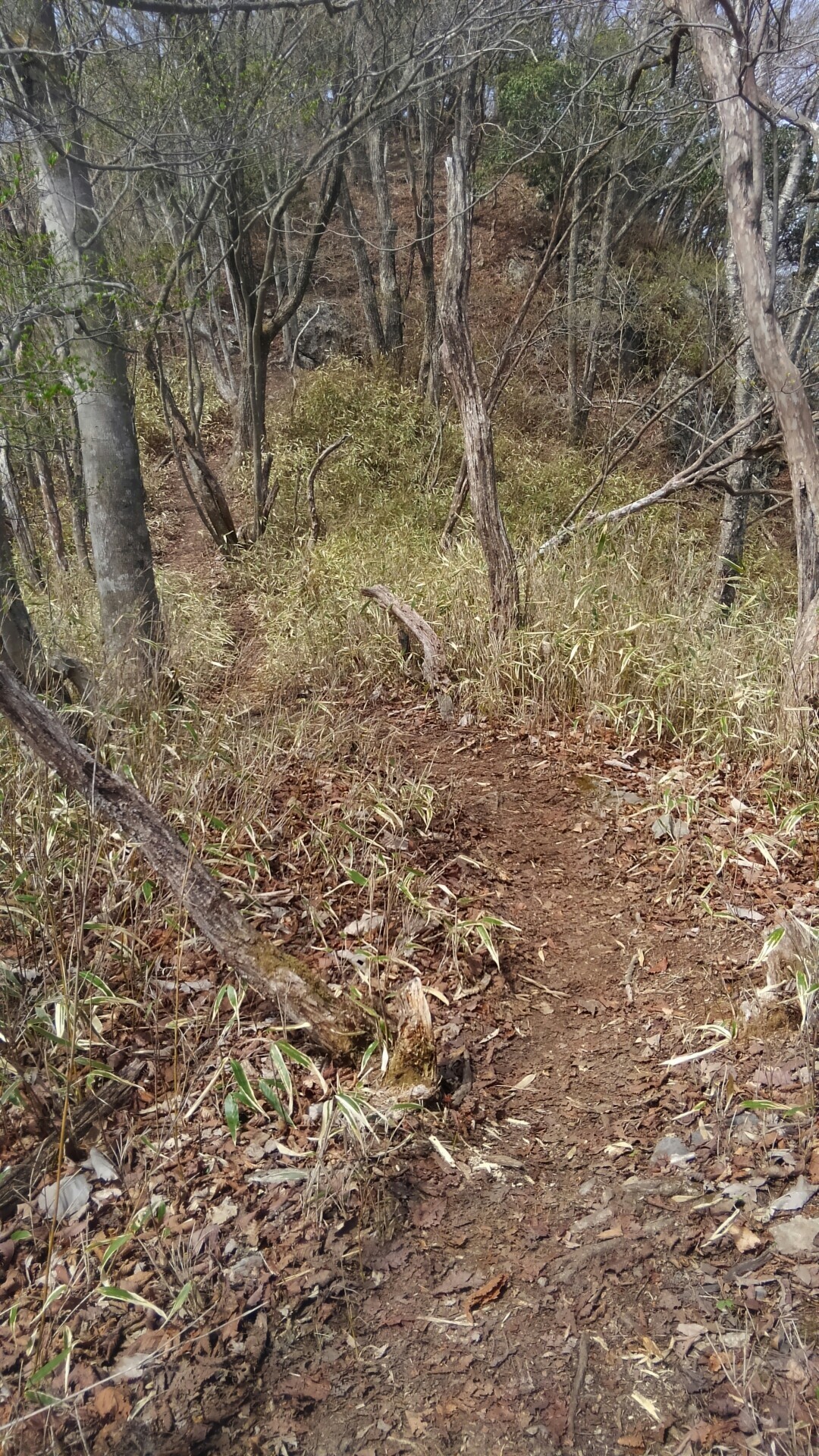 有間山陵のスズタケ開花跡を見て来ました ヤギ大好きさんの雲取山 鷹ノ巣山 七ツ石山の活動日記 Yamap ヤマップ