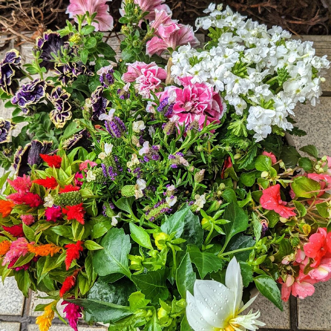 カインズで花の苗を買ってきて寄植えしまし るくすけさんのモーメント Yamap ヤマップ