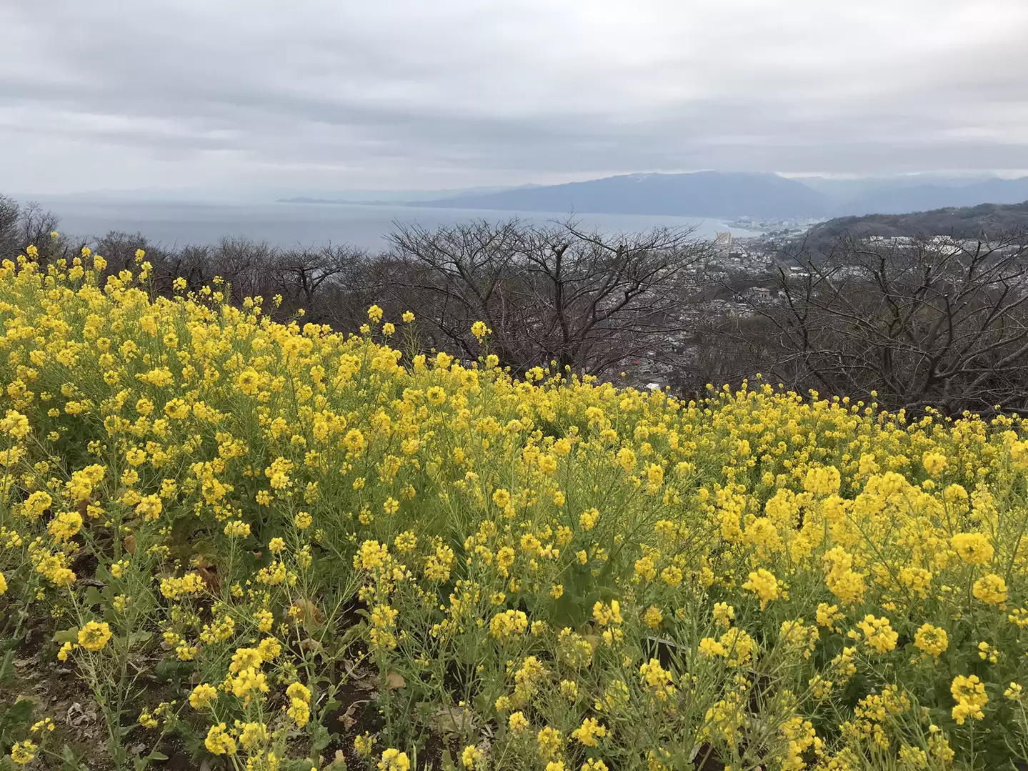 吾妻山の菜の花ハイキング いがさんの高麗山 湘南平 鷹取山の活動データ Yamap ヤマップ