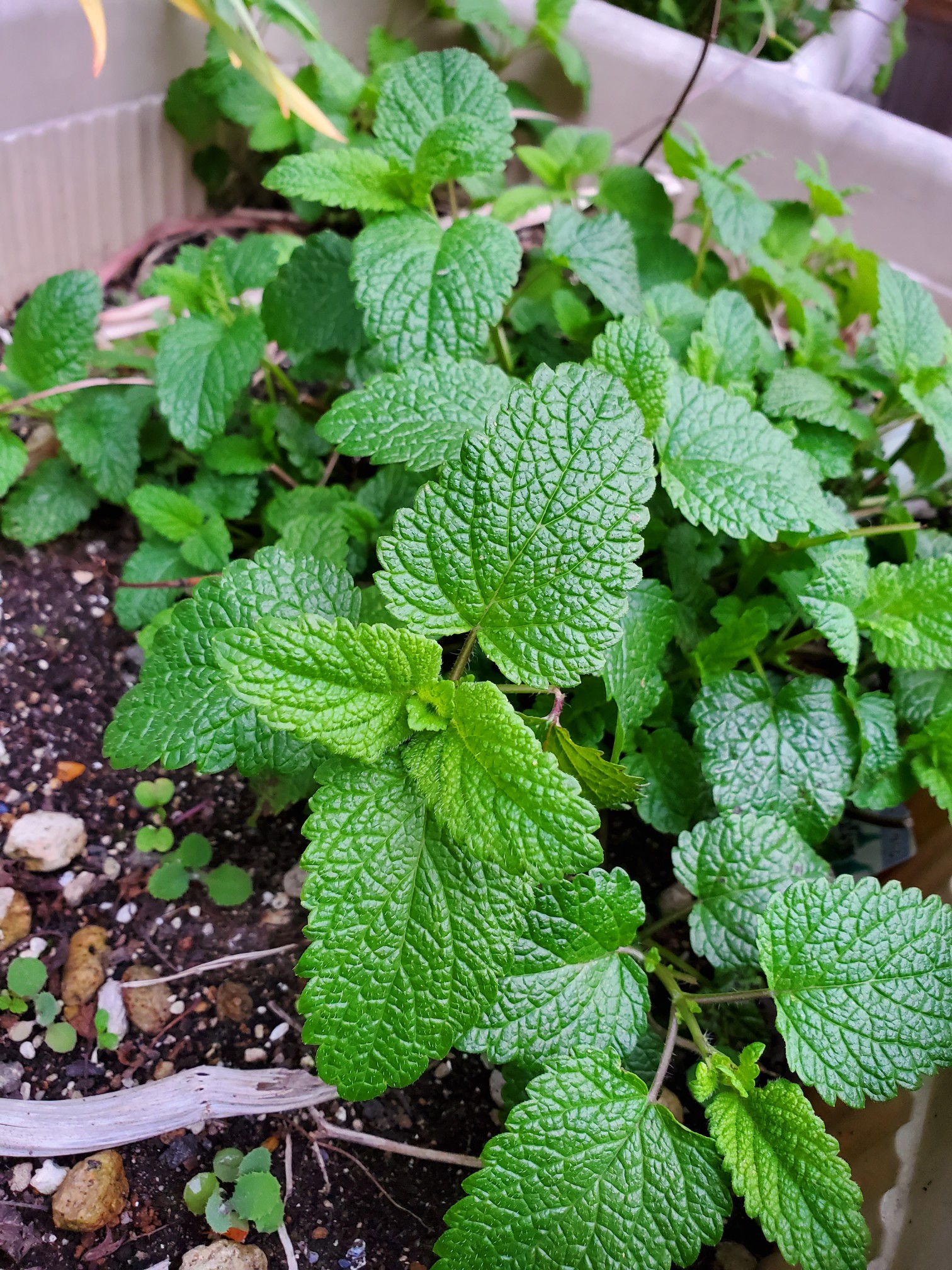 心が静まるハーブティーを 05 10 あどさんの仙台市の活動日記 Yamap ヤマップ