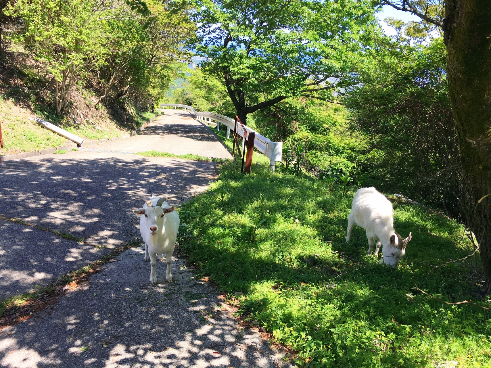 ヤギさんが日陰で涼む頃に 岳女ハムストりんこさんの四国遍路その1の活動日記 Yamap ヤマップ