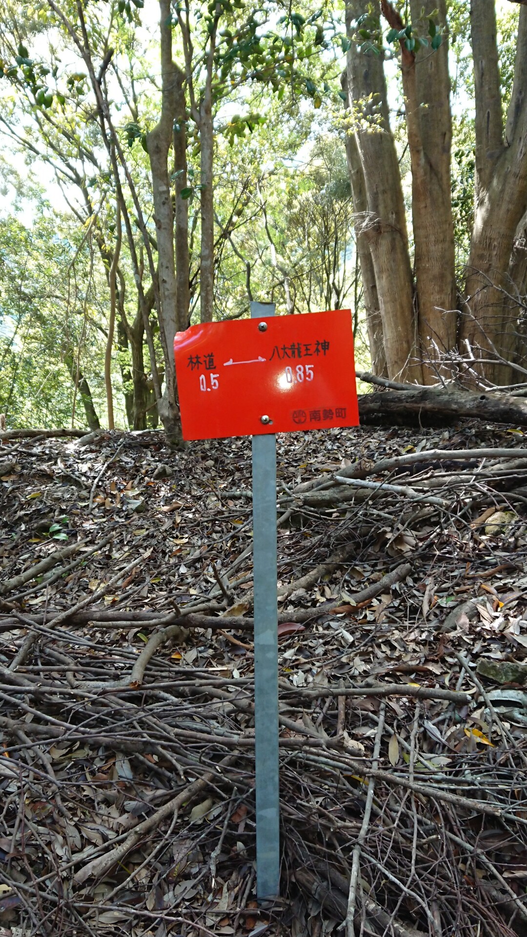 南伊勢町「切原峠､八祢宜山」 / 南伊勢町の写真39枚目 / 林道まで あと500mほど YAMAP / ヤマップ