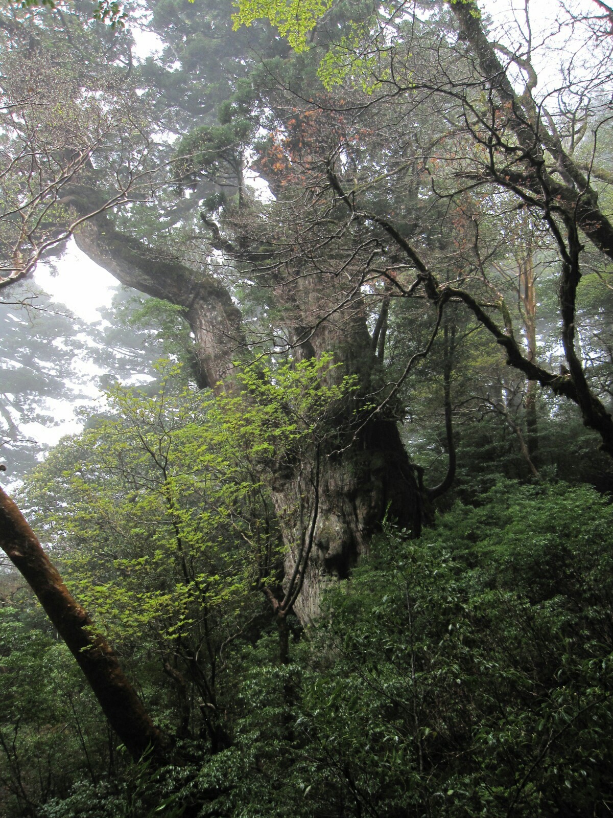 念願の屋久島へ 荒川登山口 縄文杉 白谷雲水峡 たびとれさんの屋久島 宮之浦岳の活動日記 Yamap ヤマップ