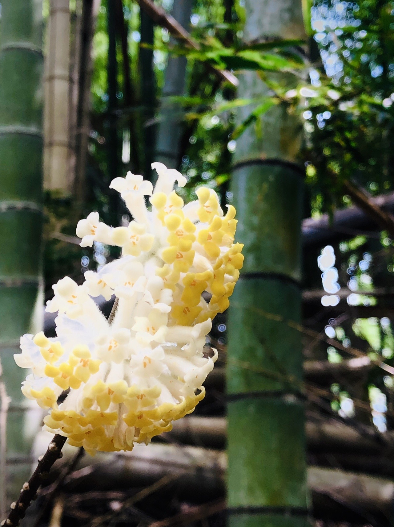 天王山ミツマタロードの香りにいざなわれ やまたいらさんのポンポン山 京都府 釈迦岳 小塩山 若山の活動データ Yamap ヤマップ