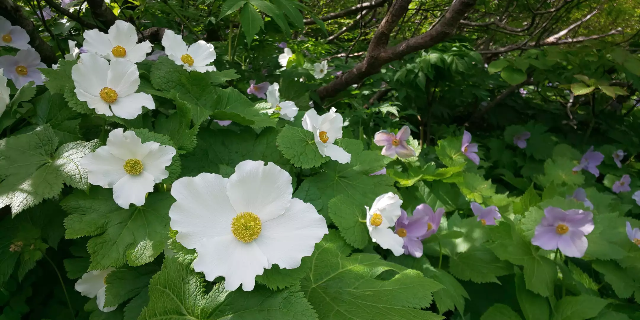 シラネアオイロードの岩手山 2019 06 14 ヒナリンさんの岩手山 黒倉山 鞍掛山の活動データ yamap ヤマップ