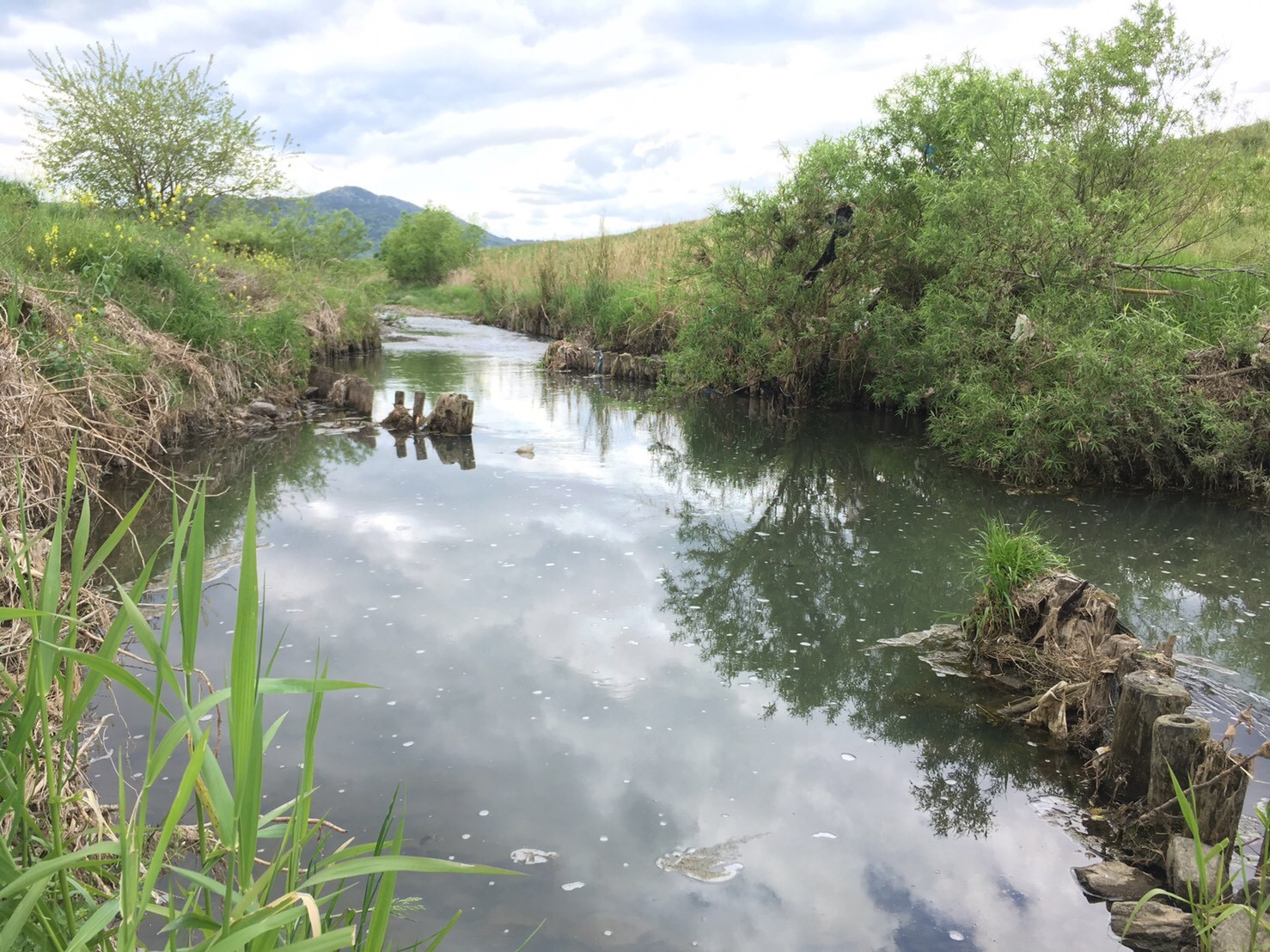 タナゴ釣り Ma0429kiさんの行者山 亀岡市 の活動日記 Yamap ヤマップ