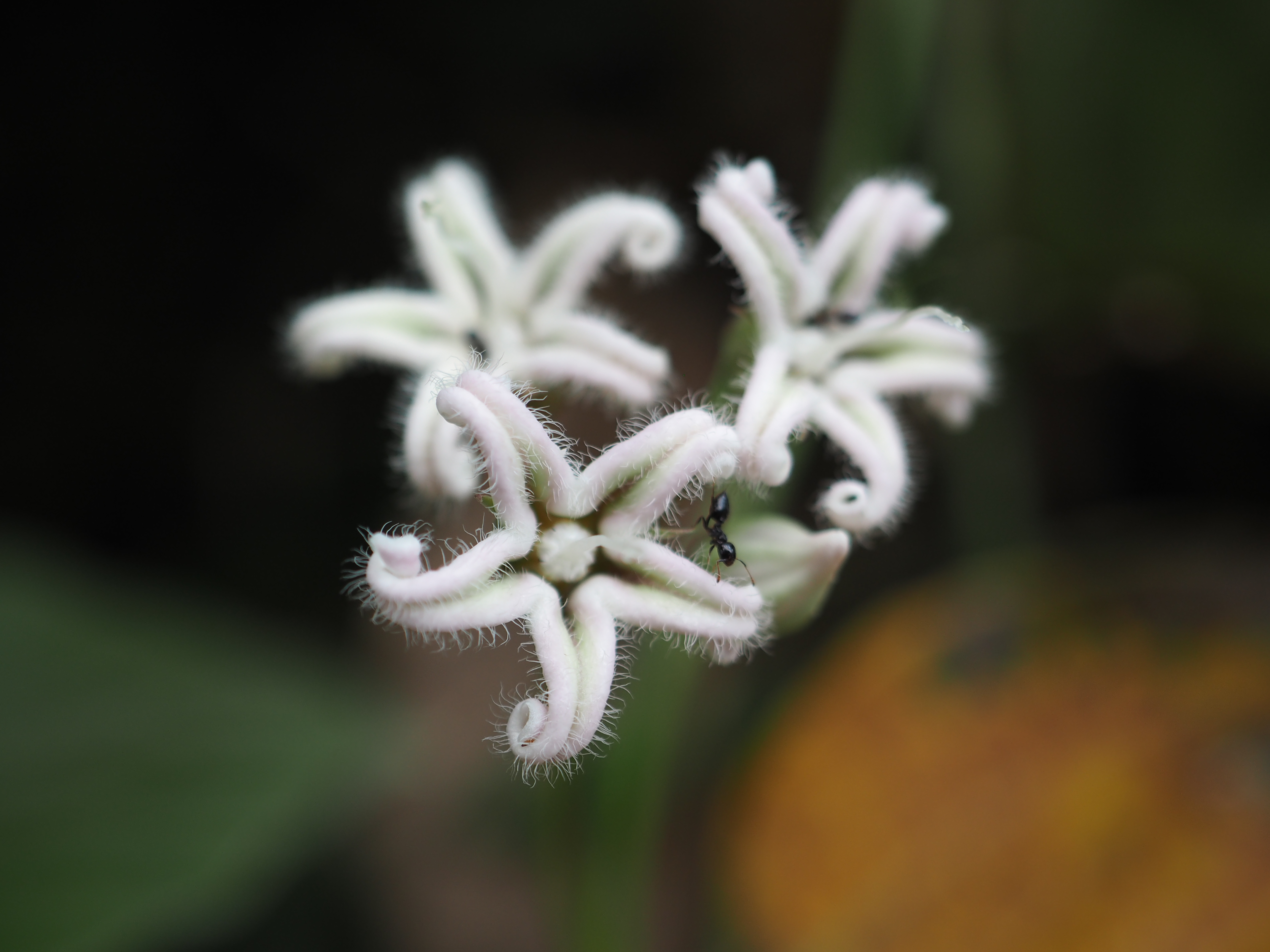 ガガイモの花 うらさんの明星山 白金山の活動データ Yamap ヤマップ