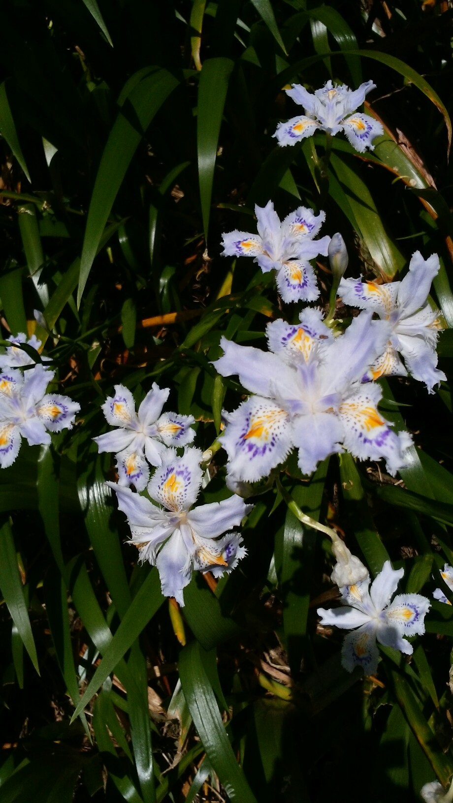 シャガの花咲く花尾山へ きしみさんの花尾山の活動データ Yamap ヤマップ