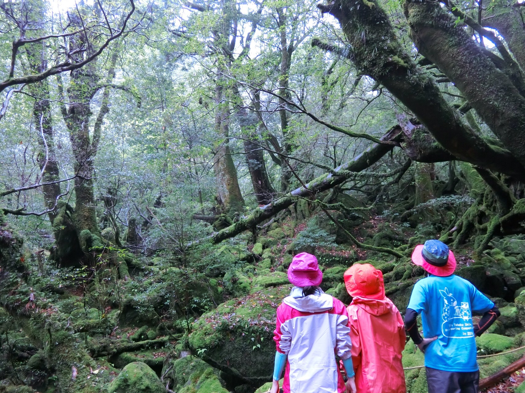 屋久島親子旅 一泊二日縄文杉ガイドツアー Sabu1211さんの屋久島 宮之浦岳の活動データ Yamap ヤマップ