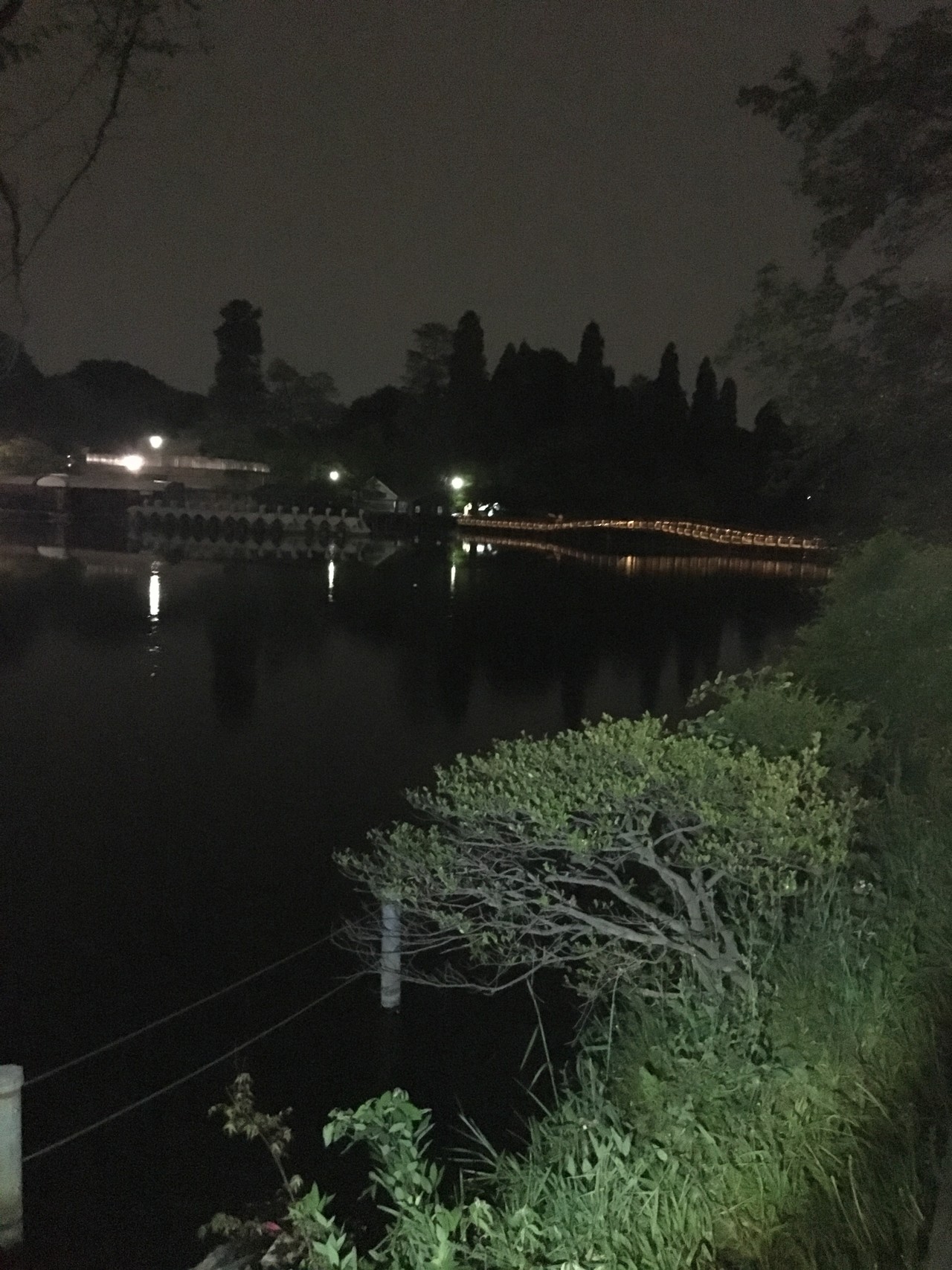 今日も夜の井の頭公園徘徊 しょうちゃんさんの東京都23区 西エリアの活動データ Yamap ヤマップ