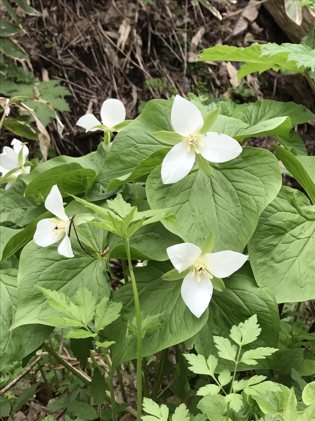 野幌森林公園はオオバナノエンレイソウが見頃でした ナニワズさんの野幌森林公園の活動日記 Yamap ヤマップ