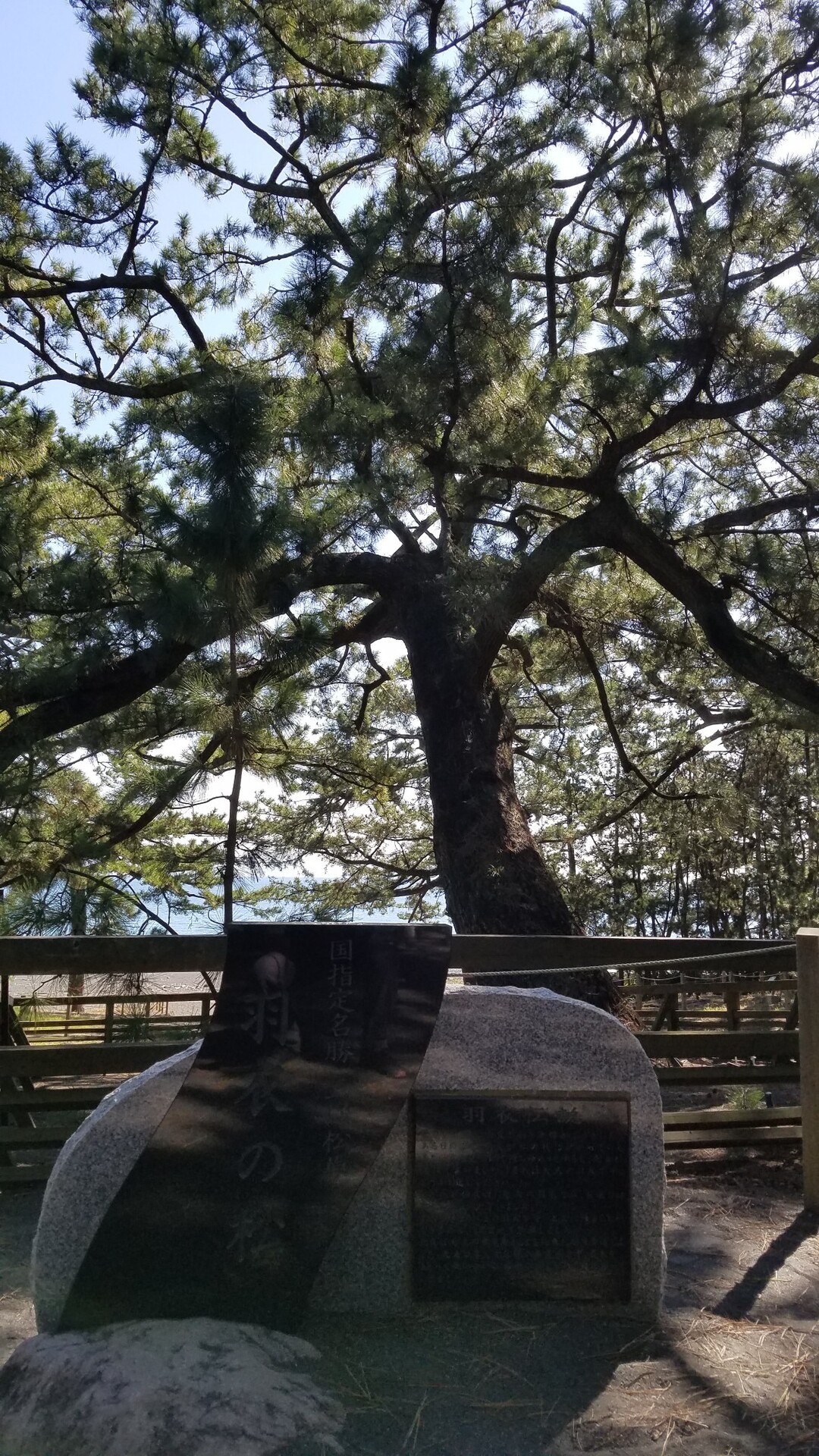 三保の松原 ウォーキング ほるすさんの静岡市 駿河区 の活動日記 Yamap ヤマップ