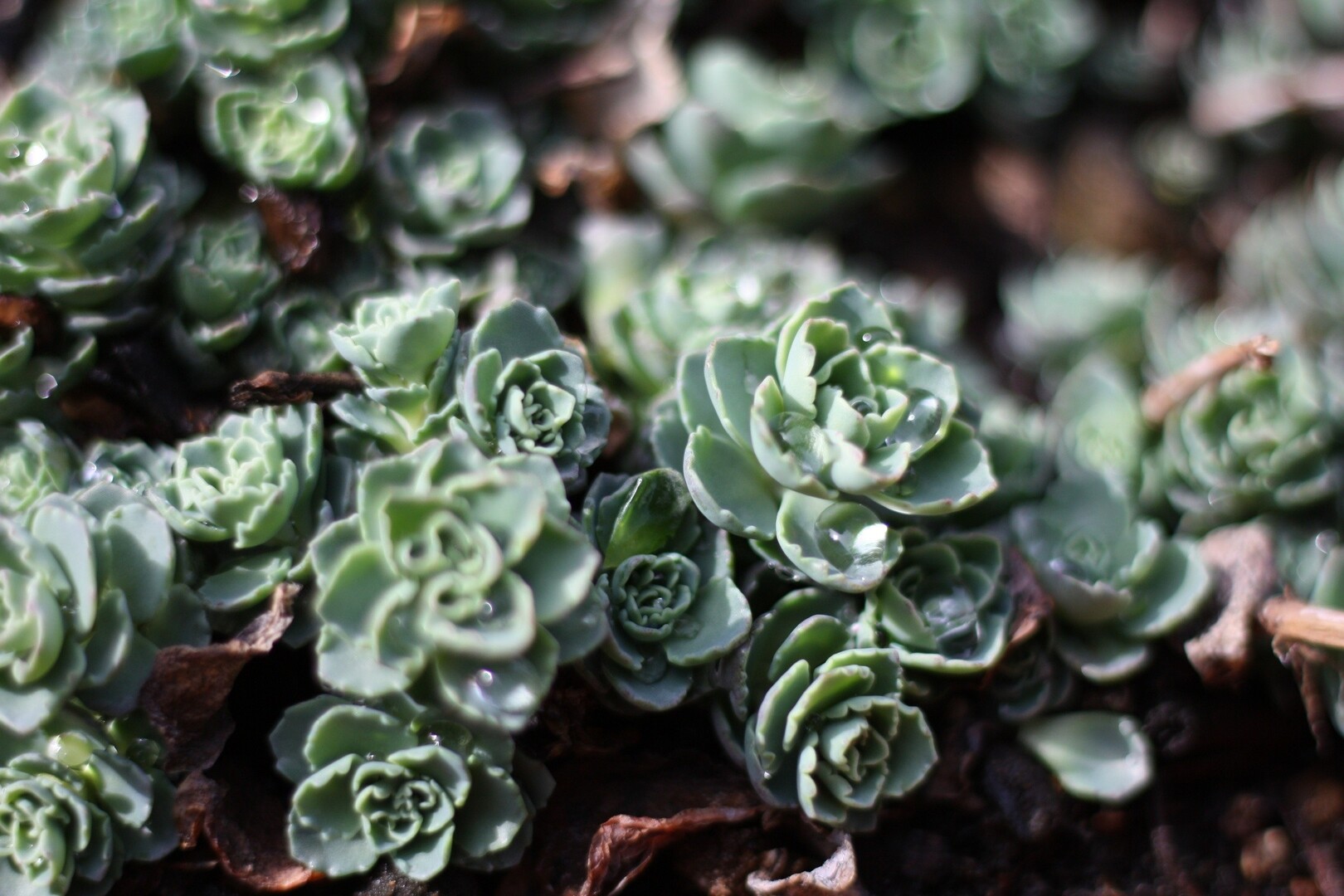 朝起きて庭に出てみると 多肉植物の葉に良 よういちさんのモーメント Yamap ヤマップ