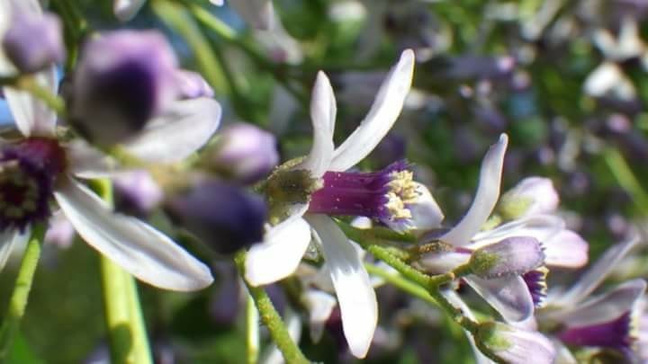 日々山歩・81(センダンの花) / コックンさんの立花山・三日月山・城ノ 